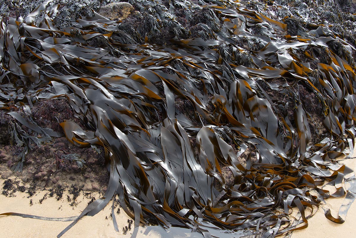 Laminaria digitata